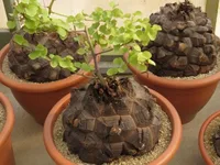 Elephant's Foot Plant (Dioscorea elephantipes) plant