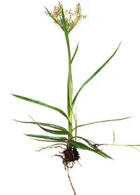 yellow nutsedge