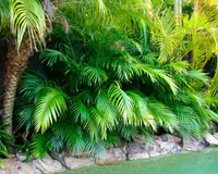 Chamaedorea elegans leaves