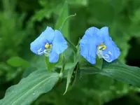 whitemouth dayflower