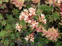Aeonium castello-paivae (Aeonium castello-paivae) plant