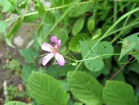 slender rose gentian