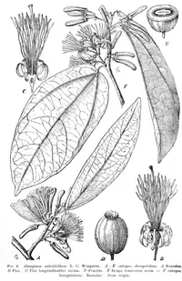 sage-leaved alangium (Alangium salviifolium) plant
