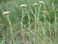 Achillea (Achillea setacea) plant