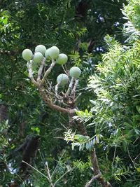 Moore's Kauri