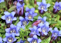 Japanese gentian