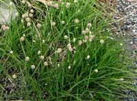 Alpine Foxtail