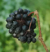Siberian ginseng (Eleutherococcus senticosus) plant