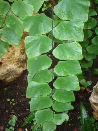 Silver-dollar Fern