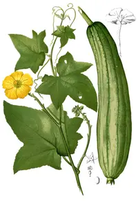 sponge gourd