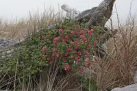 red flowering currant