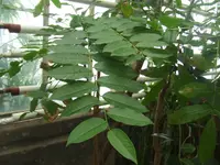 Tahitian gooseberry tree