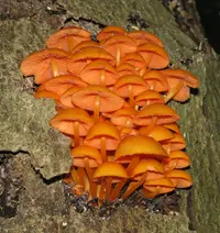 orange mycena