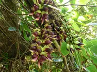 long-fruited mucuna