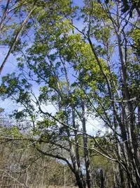 Big-leaved Acacia (Acacia mangium) plant