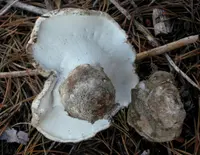 Boletopsis spp.