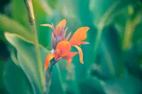 Canna indica flower