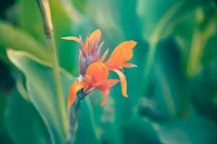 Canna indica flower