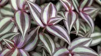 Jew plant