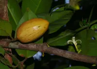 Ambelania acida