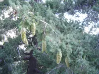 Big-cone Douglas-fir