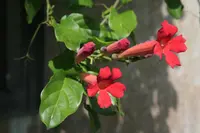 Mexican blood flower