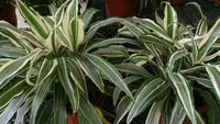 Striped Dracaena