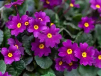 Poison Primrose