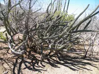 Galloping Cactus