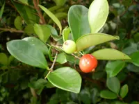 mountain stopper (Eugenia reinwardtiana) plant