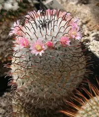 Mammillaria perezdelarosae