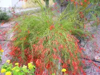 Russelia equisetiformis