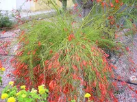 Russelia equisetiformis
