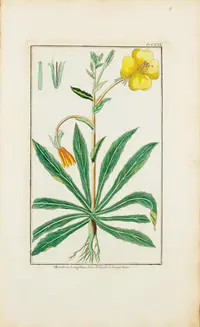 Long-flowered Evening-primrose (Oenothera longiflora) plant