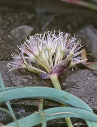 twinleaf onion