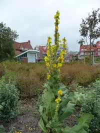 great mullein (Verbascum thapsus) plant