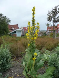 great mullein
