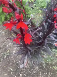 Cardinal flower photo by a Botan App user
