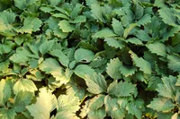 Allegheny-spurge