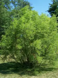 black willow