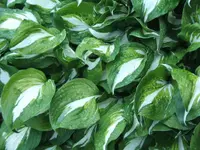 Wavy-leaf Plantain-Lily