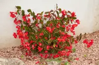 Dragon Wing Begonia