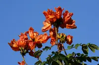 African tulip tree (Spathodea campanulata) plant