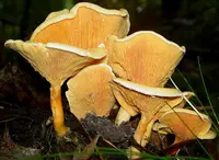 False Chanterelle