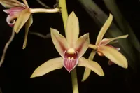 Two-colored Cymbidium