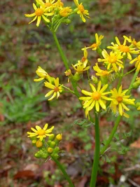 butterweed