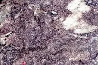 Brown cobblestone lichen