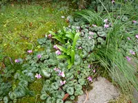 Snowdrop