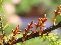 eastern dwarf mistletoe (Arceuthobium pusillum) plant
