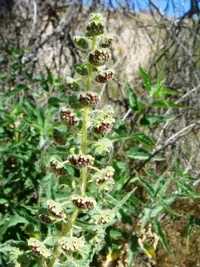 Big Bur-Sage